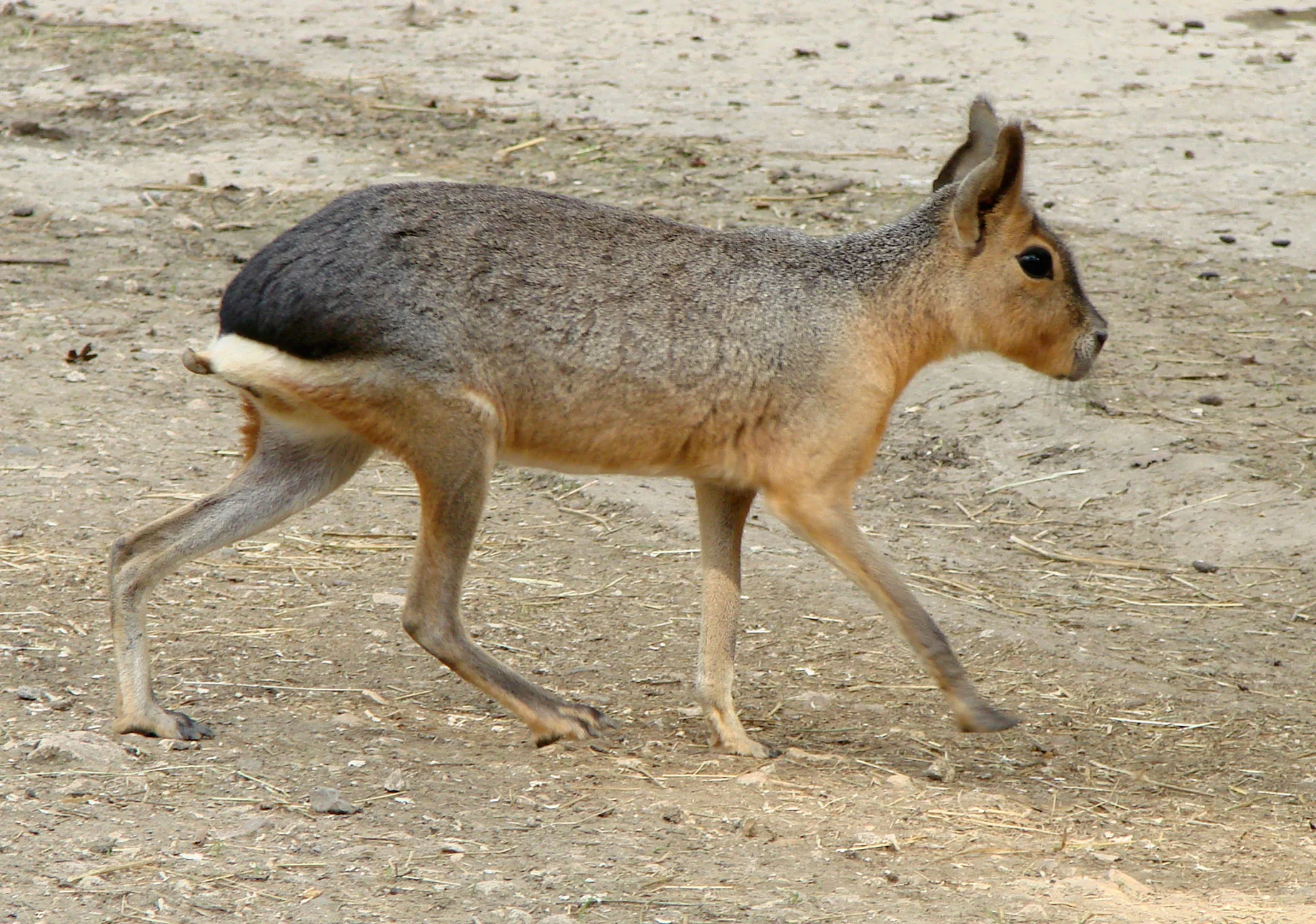 Mara